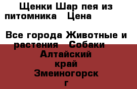 Щенки Шар пея из питомника › Цена ­ 25 000 - Все города Животные и растения » Собаки   . Алтайский край,Змеиногорск г.